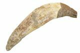 Fossil Primitive Whale (Pappocetus) Incisor Tooth - Morocco #225371-1